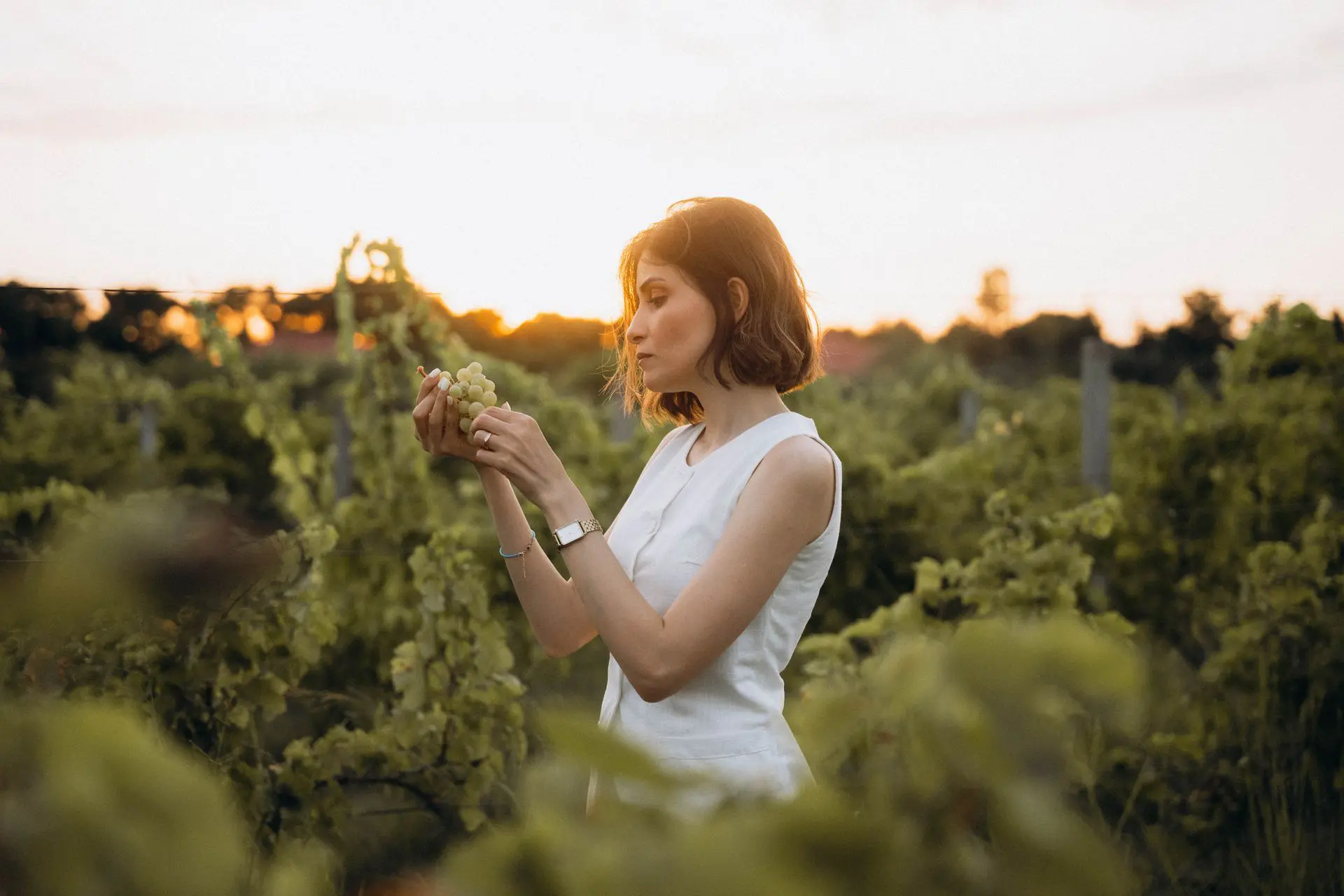 Cavaro Estate Artisan Viticulturist Hand-Harvesting Grapes